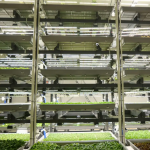 Bowery Farming